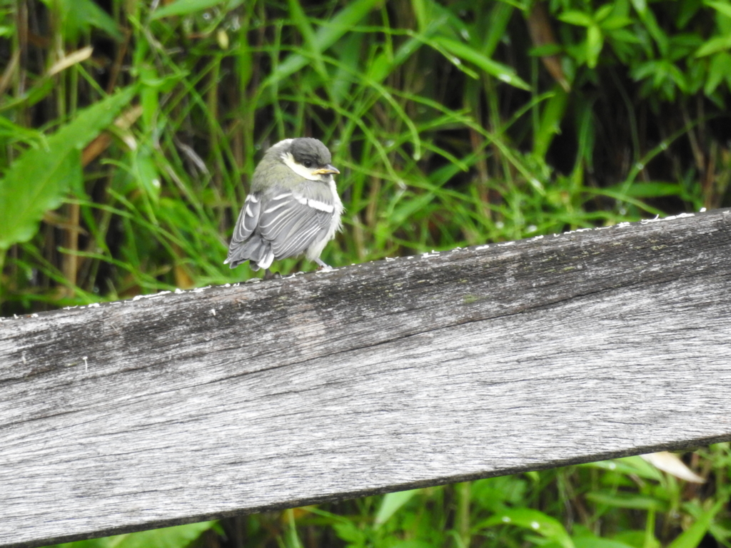 f:id:Hatabou:20170514182015j:plain