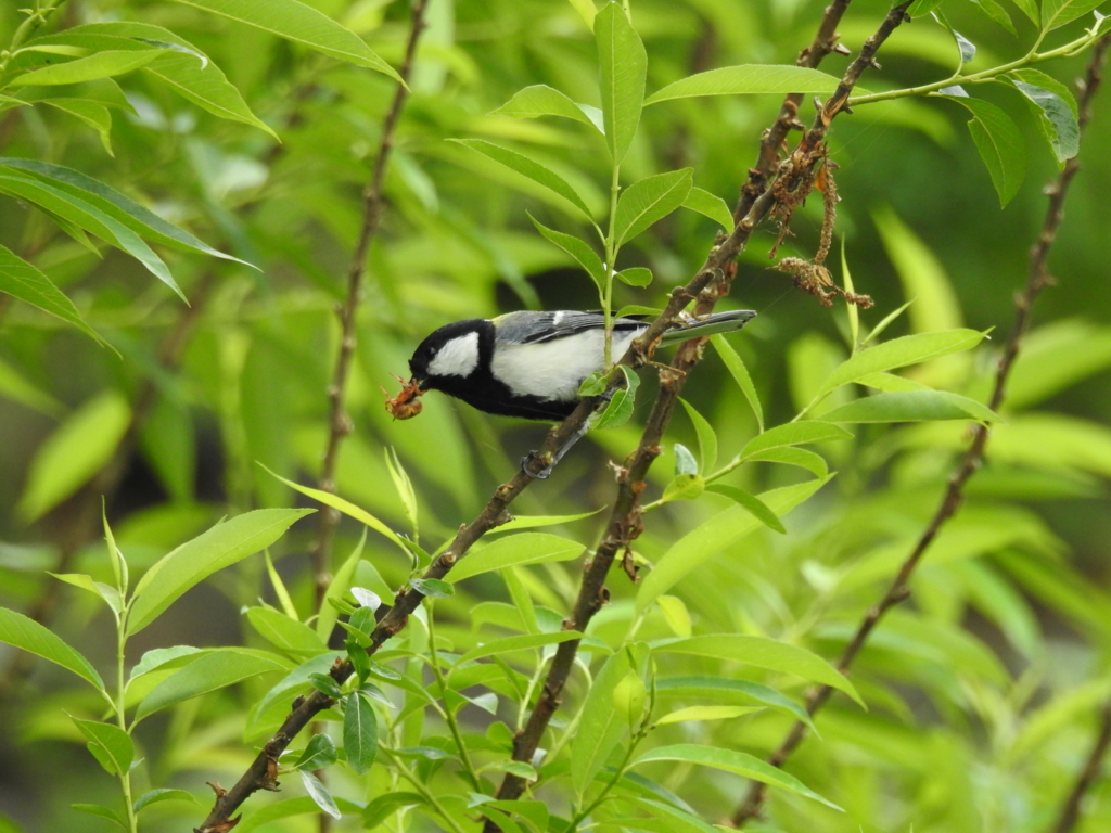 f:id:Hatabou:20170514182043j:plain