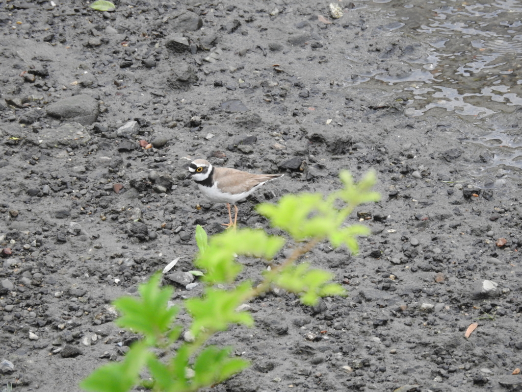 f:id:Hatabou:20170514182138j:plain