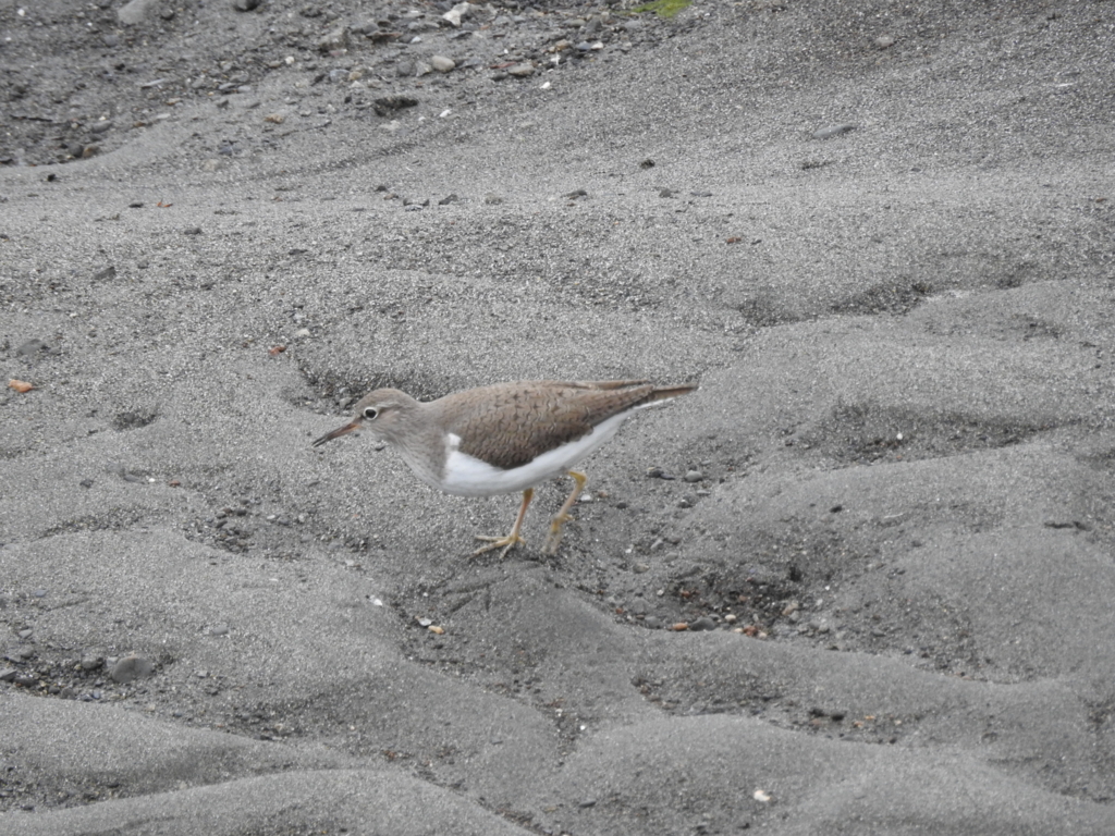 f:id:Hatabou:20170514182216j:plain