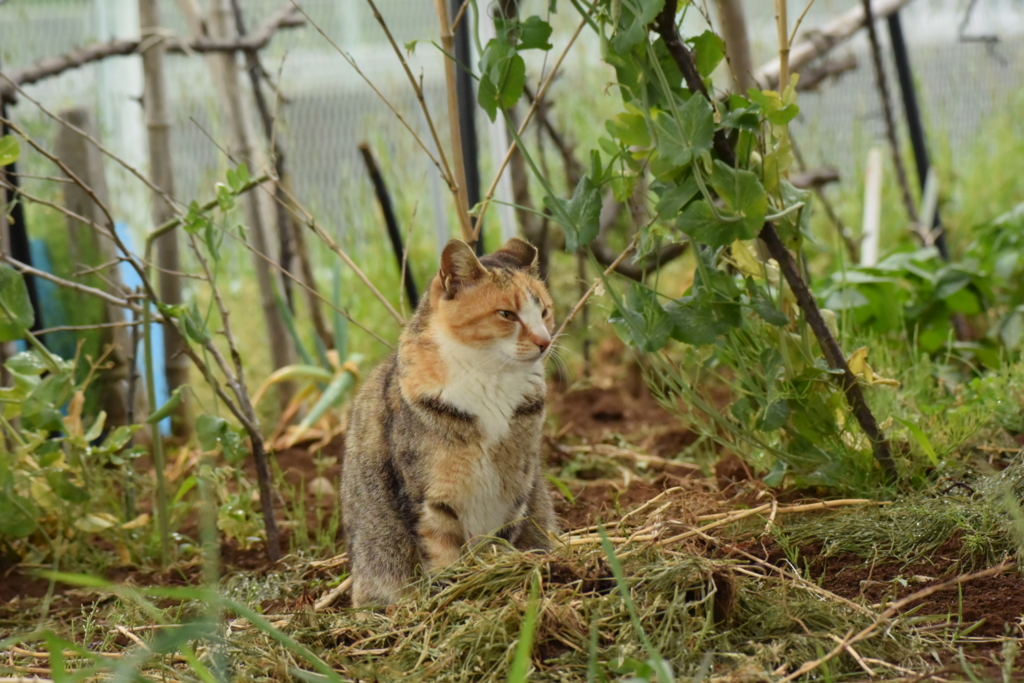 f:id:Hatabou:20170514182534j:plain