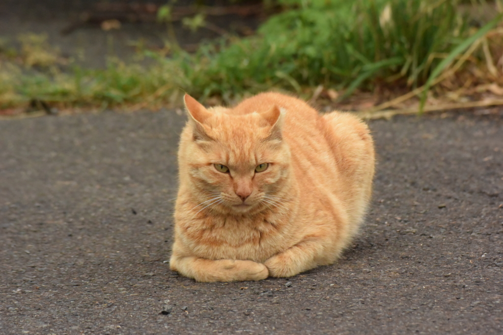 f:id:Hatabou:20170514182609j:plain