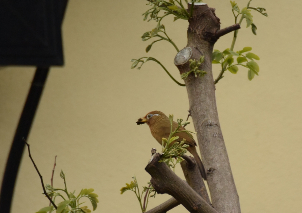 f:id:Hatabou:20170514183145j:plain