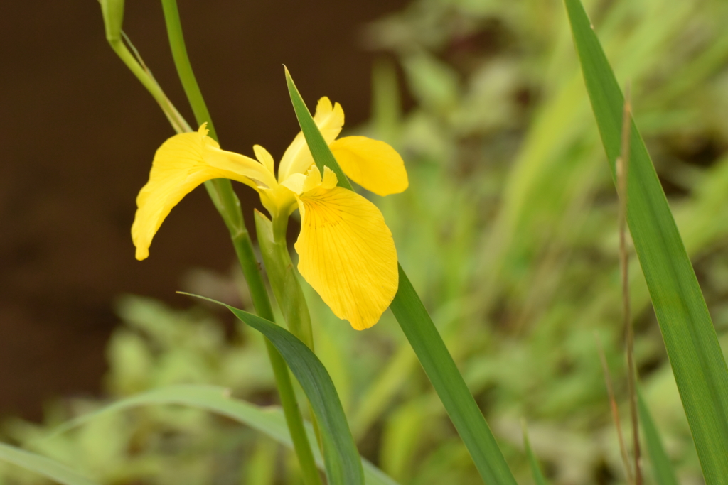 f:id:Hatabou:20170514183555j:plain