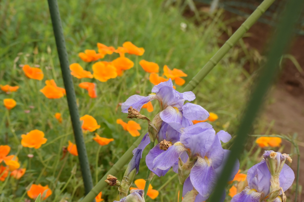 f:id:Hatabou:20170514183638j:plain