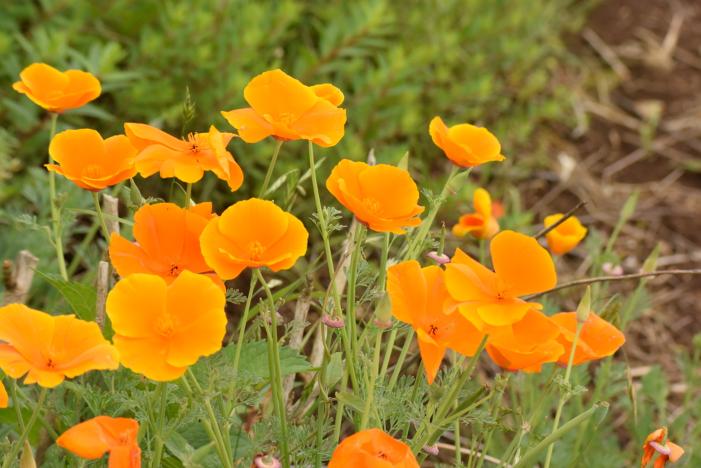 f:id:Hatabou:20170514183721j:plain