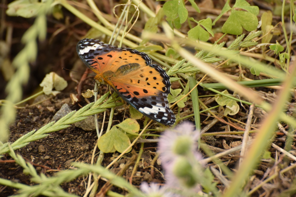 f:id:Hatabou:20170514183822j:plain