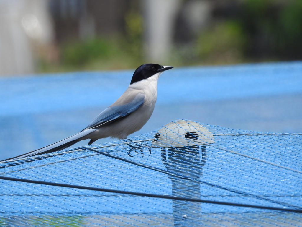 f:id:Hatabou:20170514183906j:plain