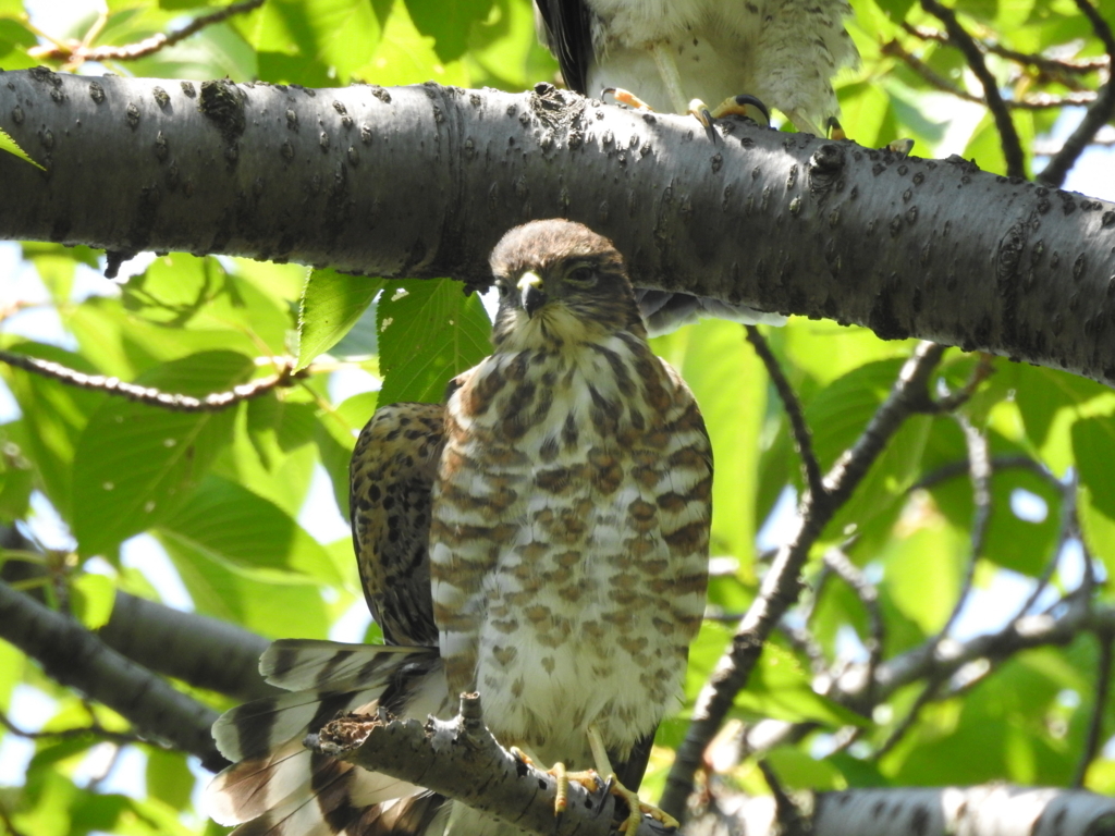 f:id:Hatabou:20170715202649j:plain