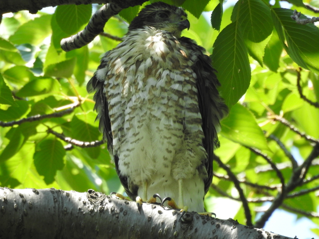 f:id:Hatabou:20170715202838j:plain