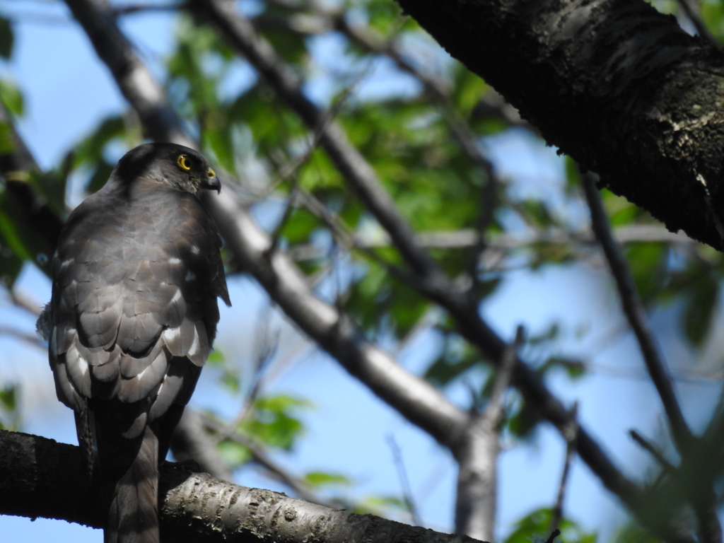 f:id:Hatabou:20170715202936j:plain