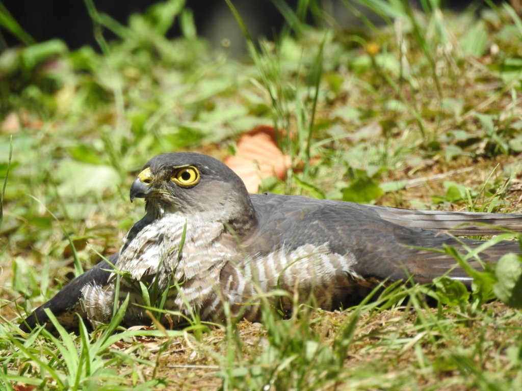 f:id:Hatabou:20170715203020j:plain