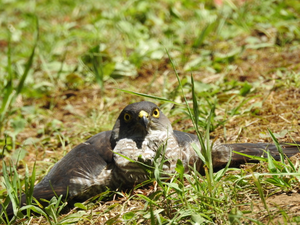 f:id:Hatabou:20170715203248j:plain