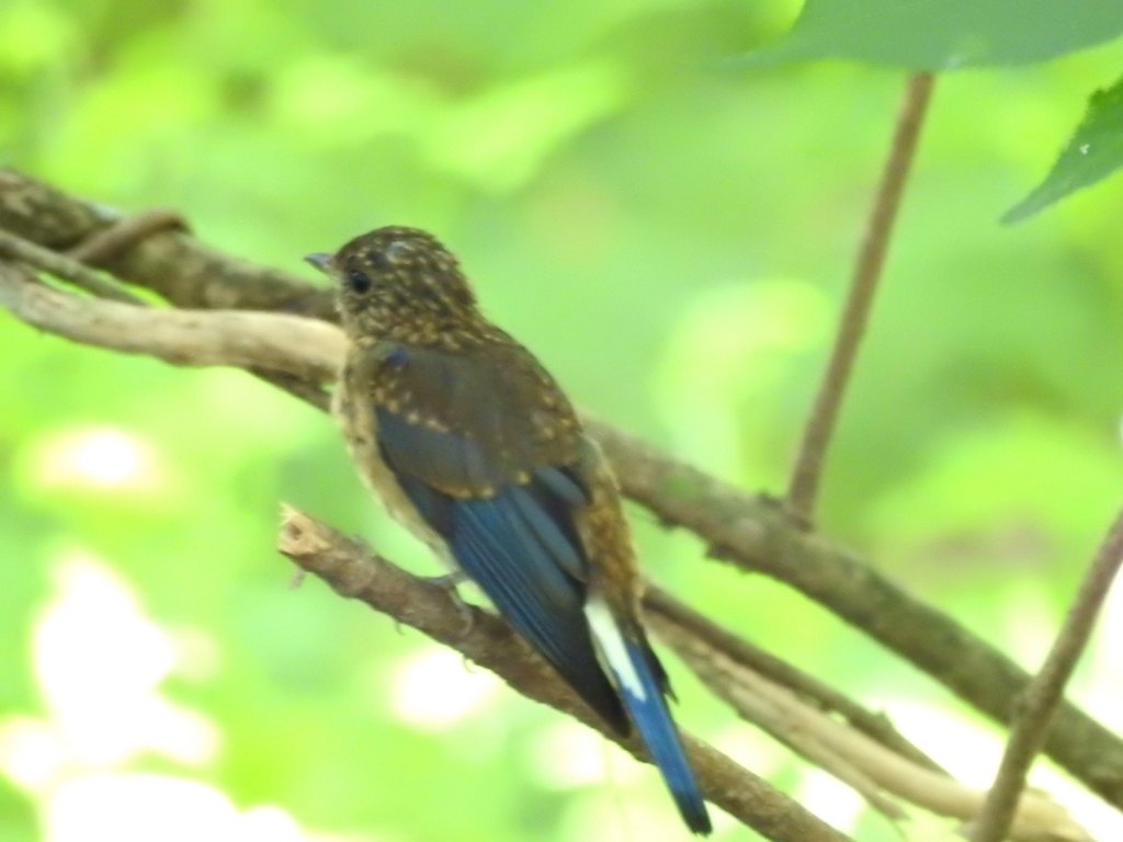 f:id:Hatabou:20170715204650j:plain