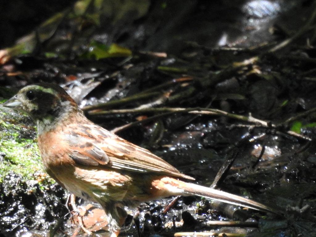 f:id:Hatabou:20170715204815j:plain