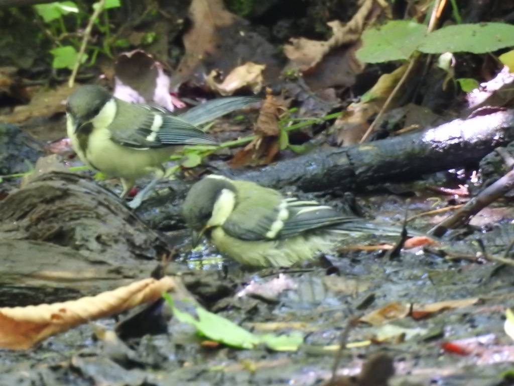 f:id:Hatabou:20170715205142j:plain