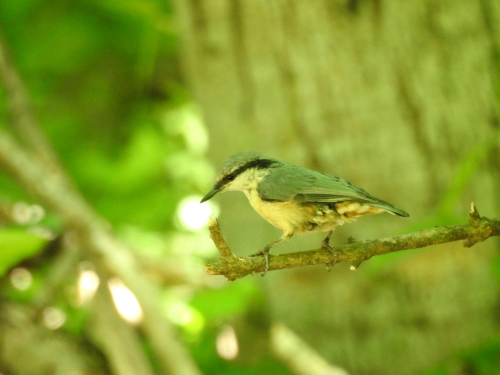 f:id:Hatabou:20170715205621j:plain