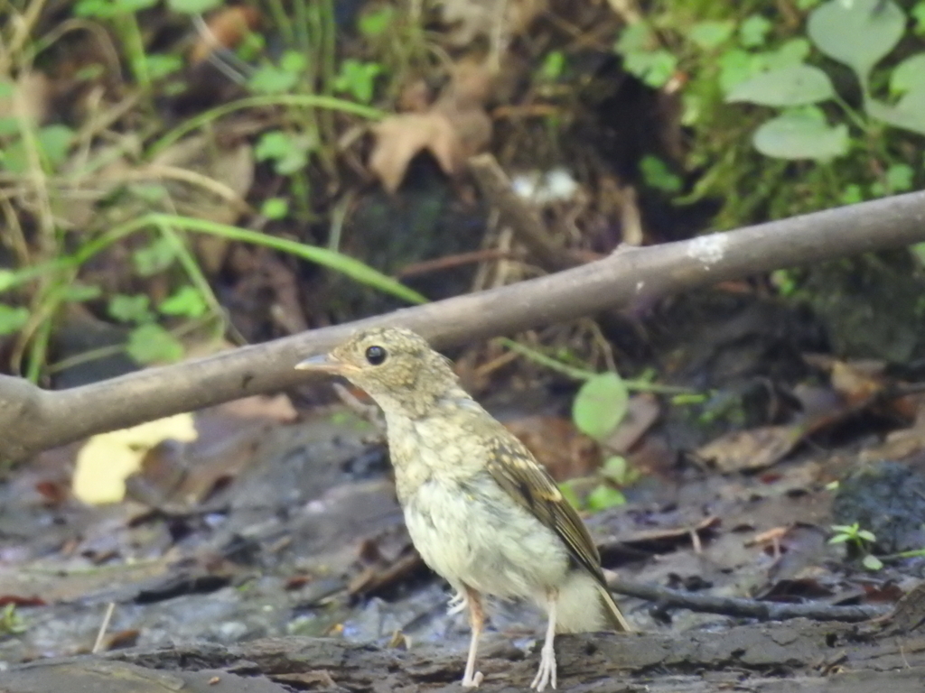 f:id:Hatabou:20170715210212j:plain