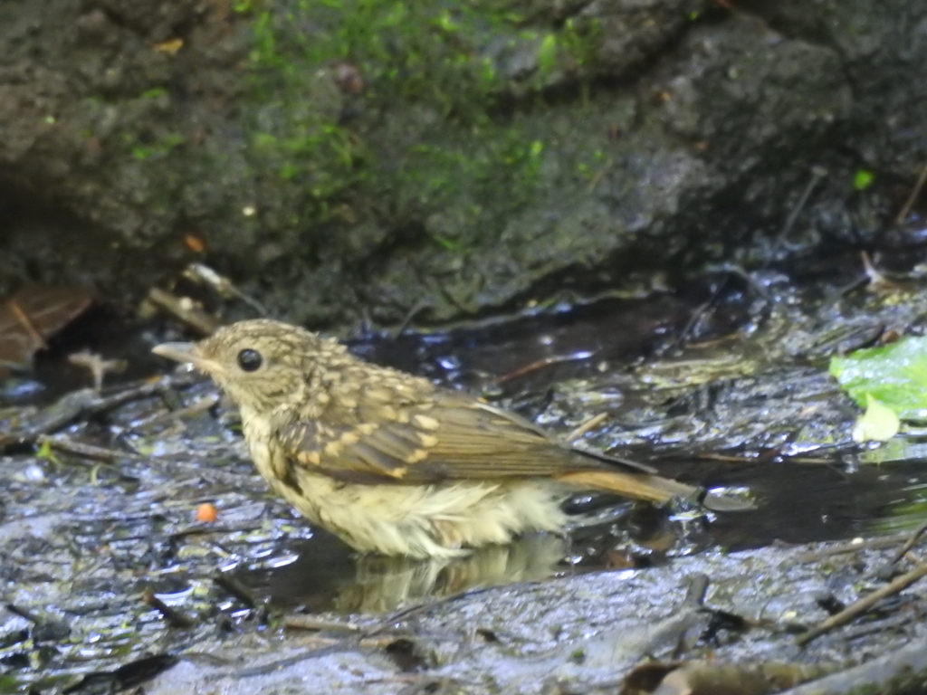 f:id:Hatabou:20170715210250j:plain