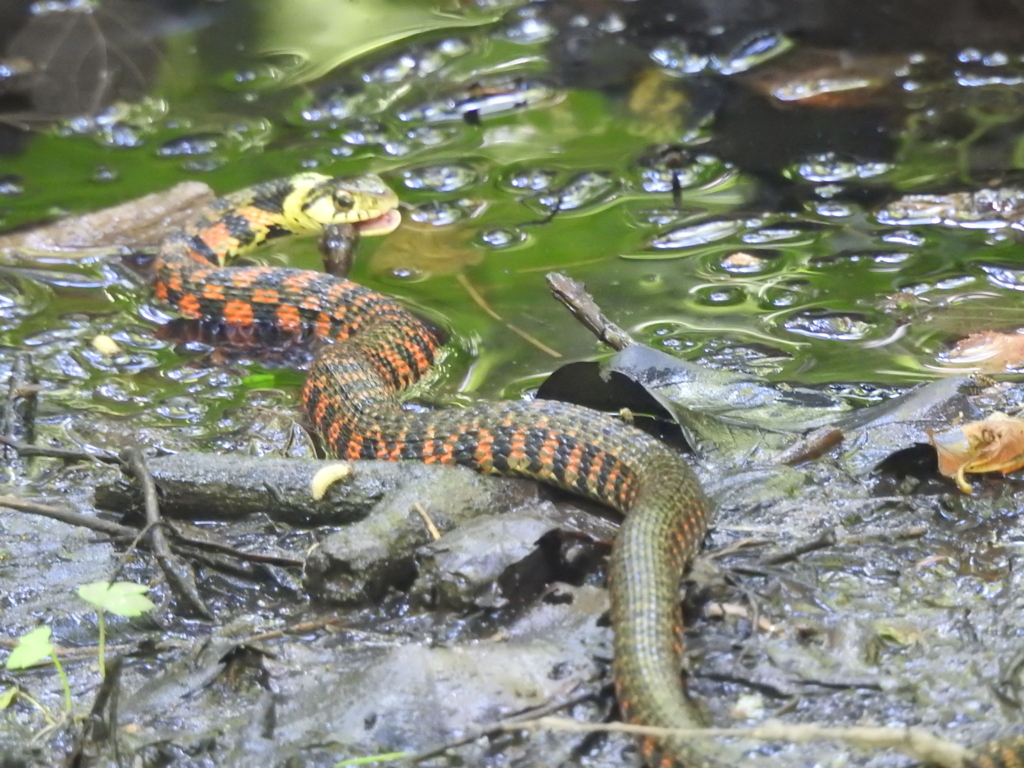 f:id:Hatabou:20170715210407j:plain