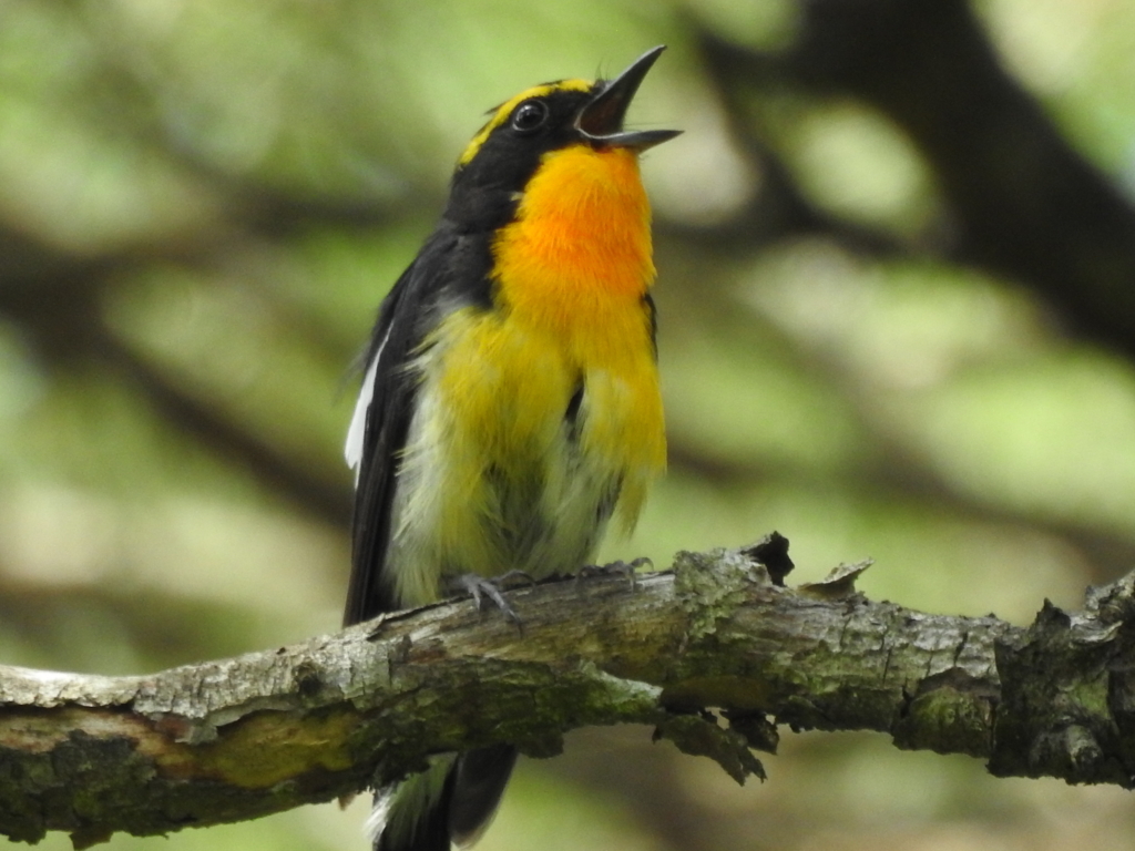 f:id:Hatabou:20170715210509j:plain