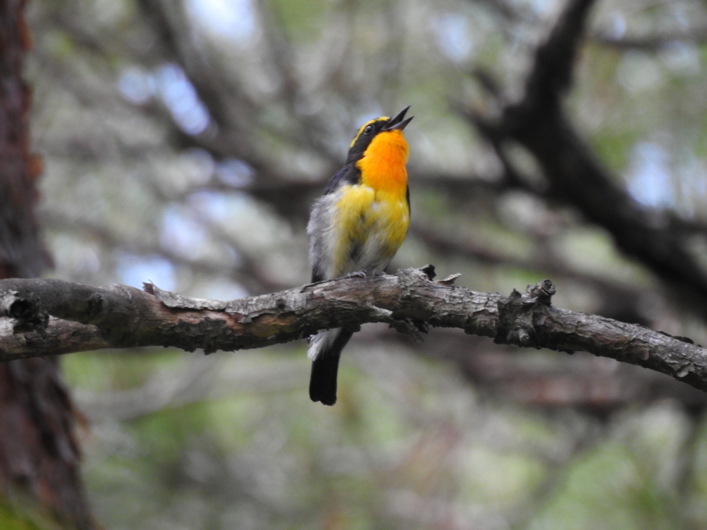 f:id:Hatabou:20170715210554j:plain