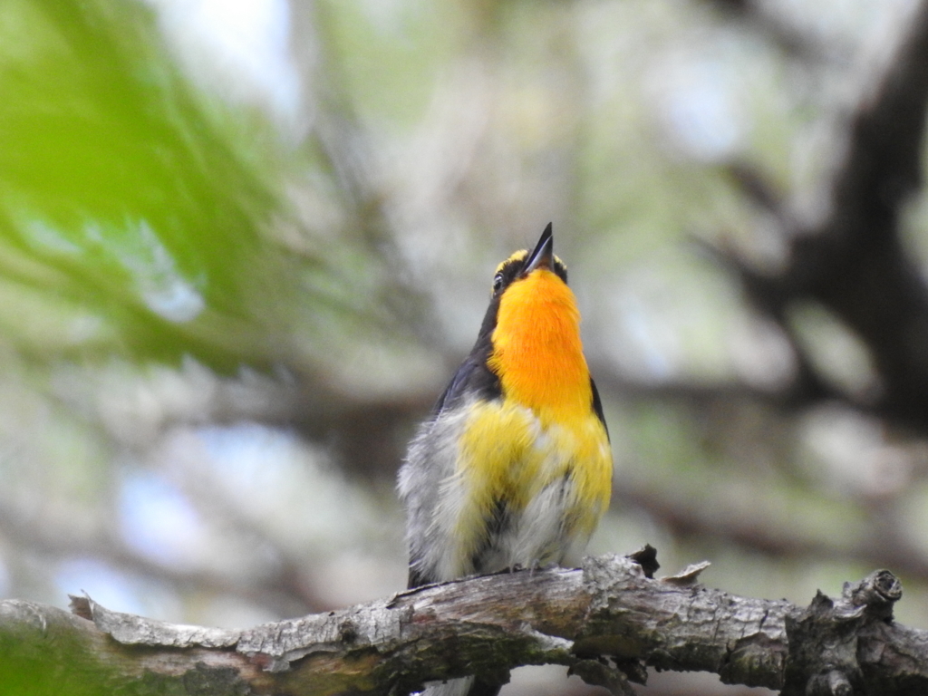 f:id:Hatabou:20170715210637j:plain