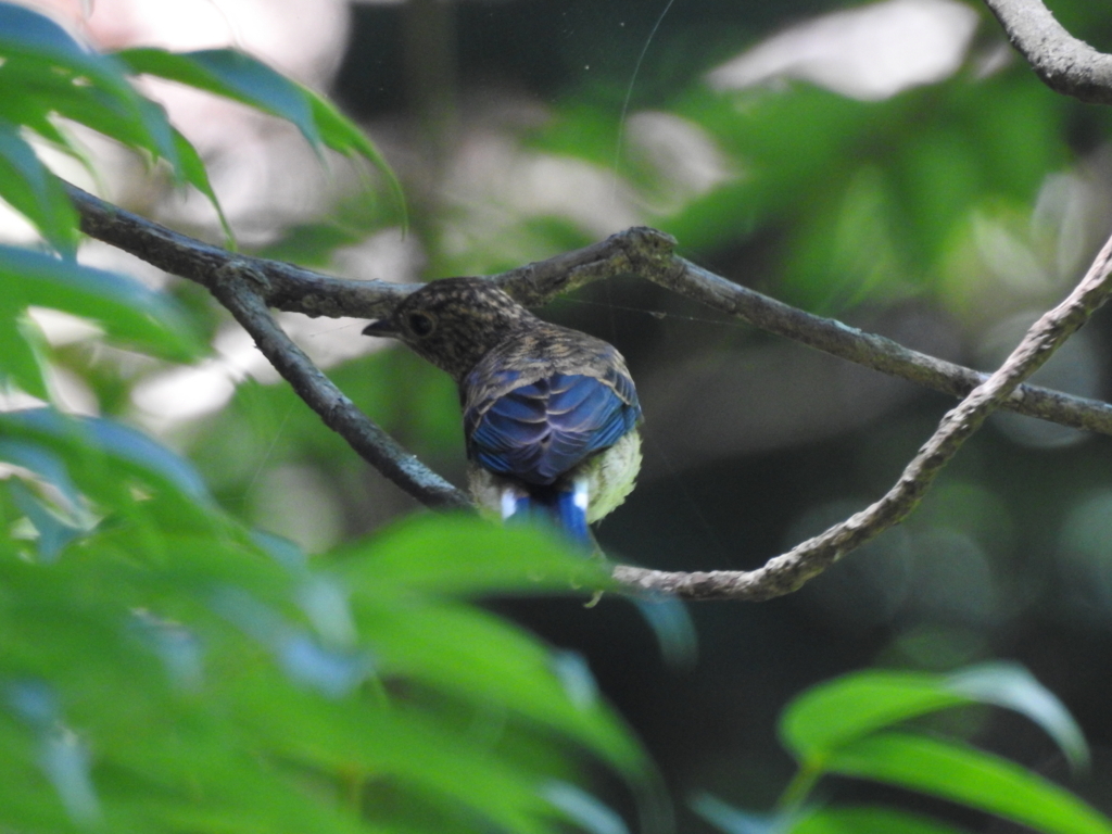 f:id:Hatabou:20170715211925j:plain