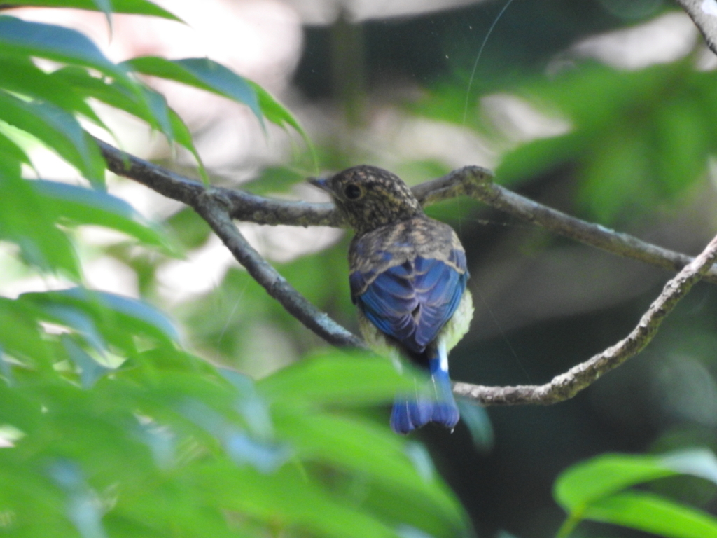 f:id:Hatabou:20170715212002j:plain