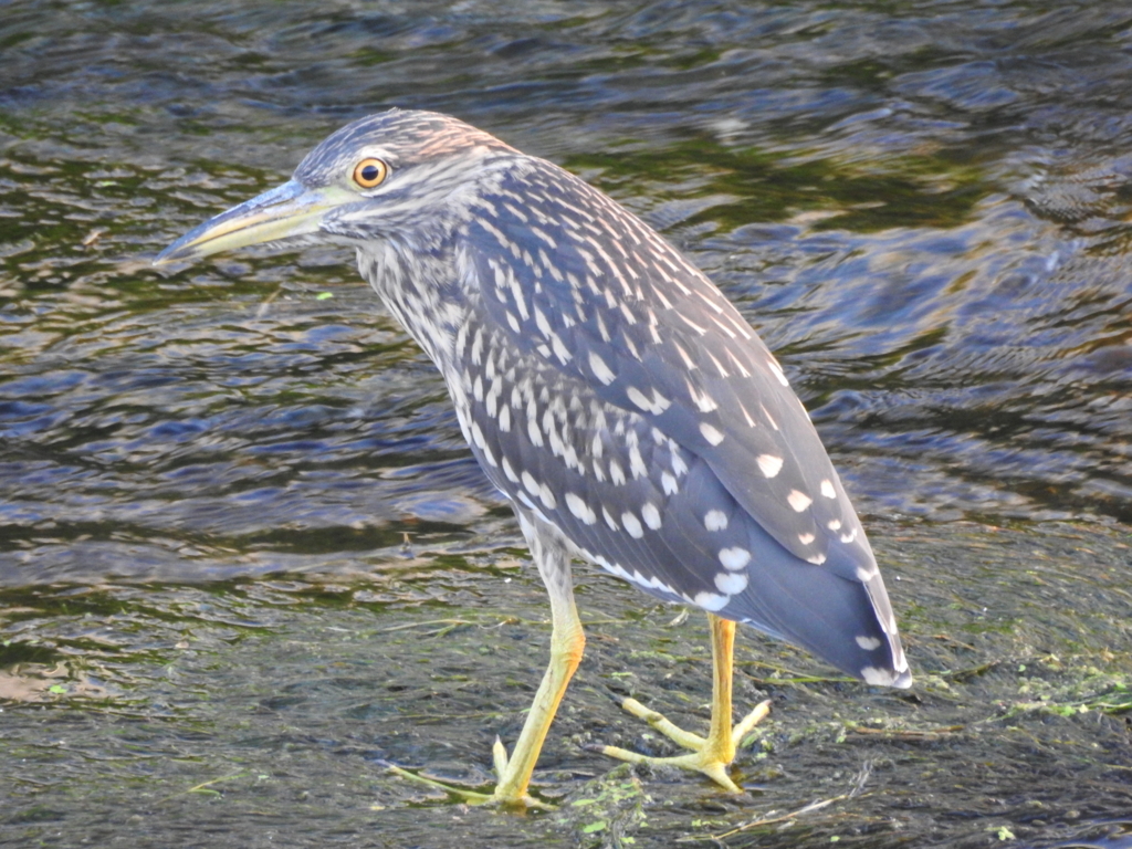 f:id:Hatabou:20170715212403j:plain