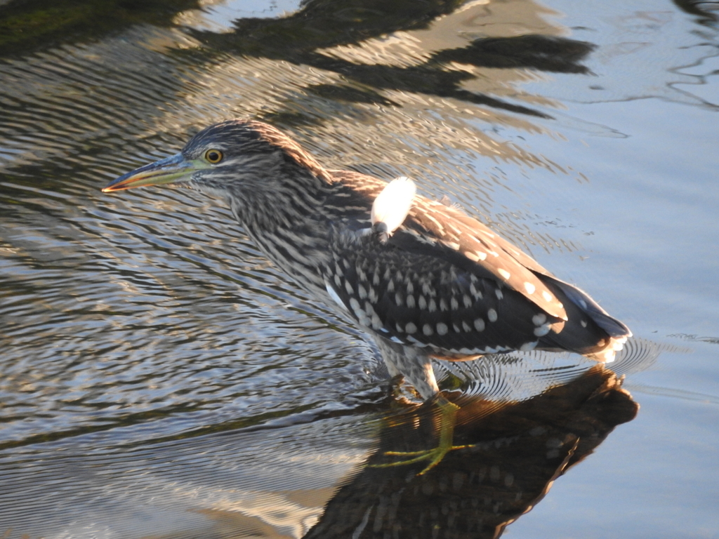 f:id:Hatabou:20170715212703j:plain