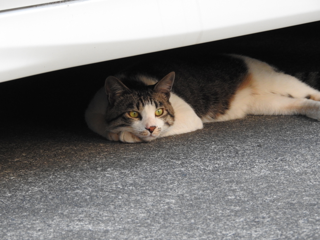 f:id:Hatabou:20170715213150j:plain