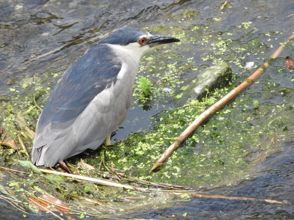 f:id:Hatabou:20170716061448j:plain