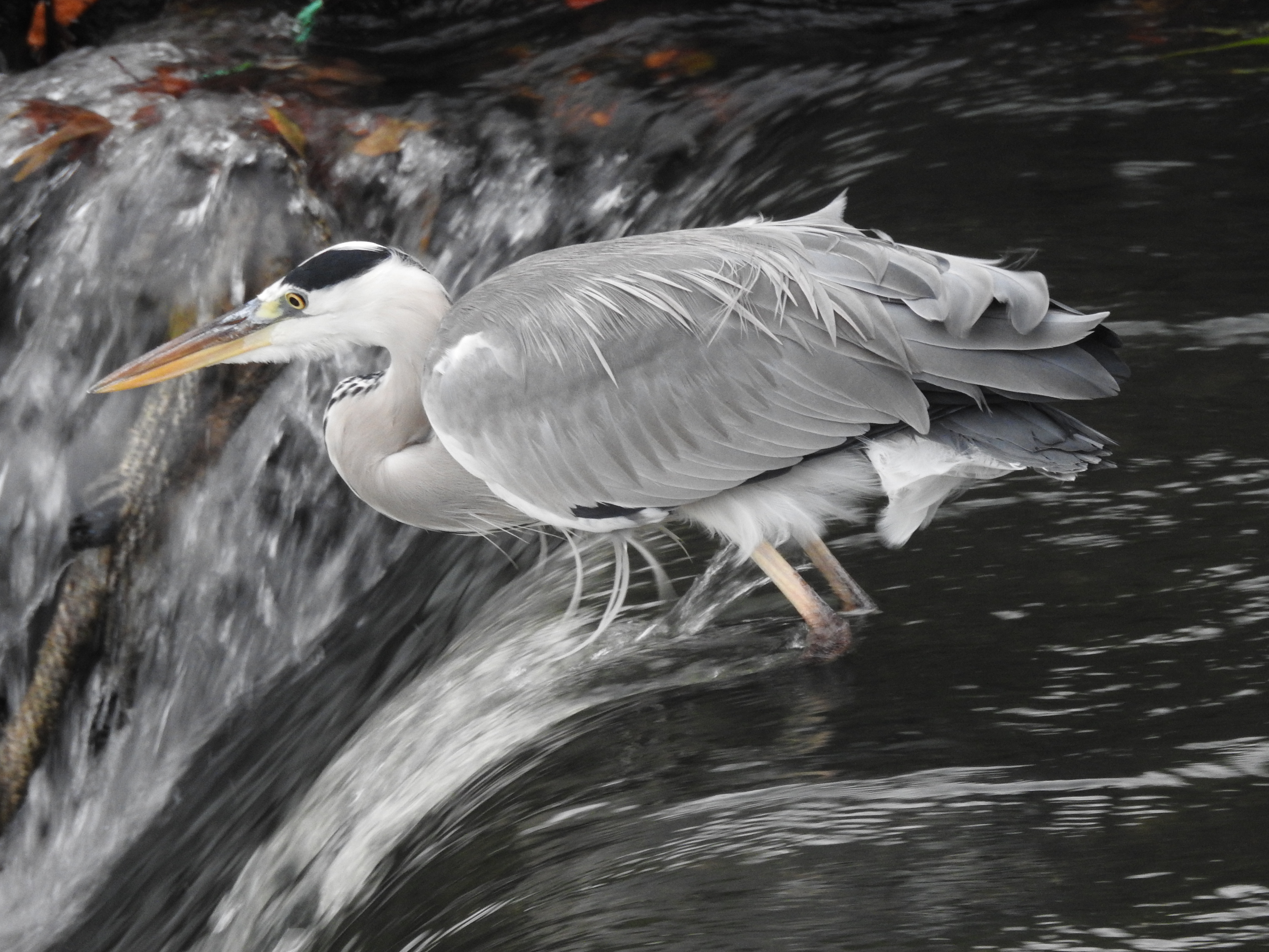 f:id:Hatabou:20171021122335j:plain