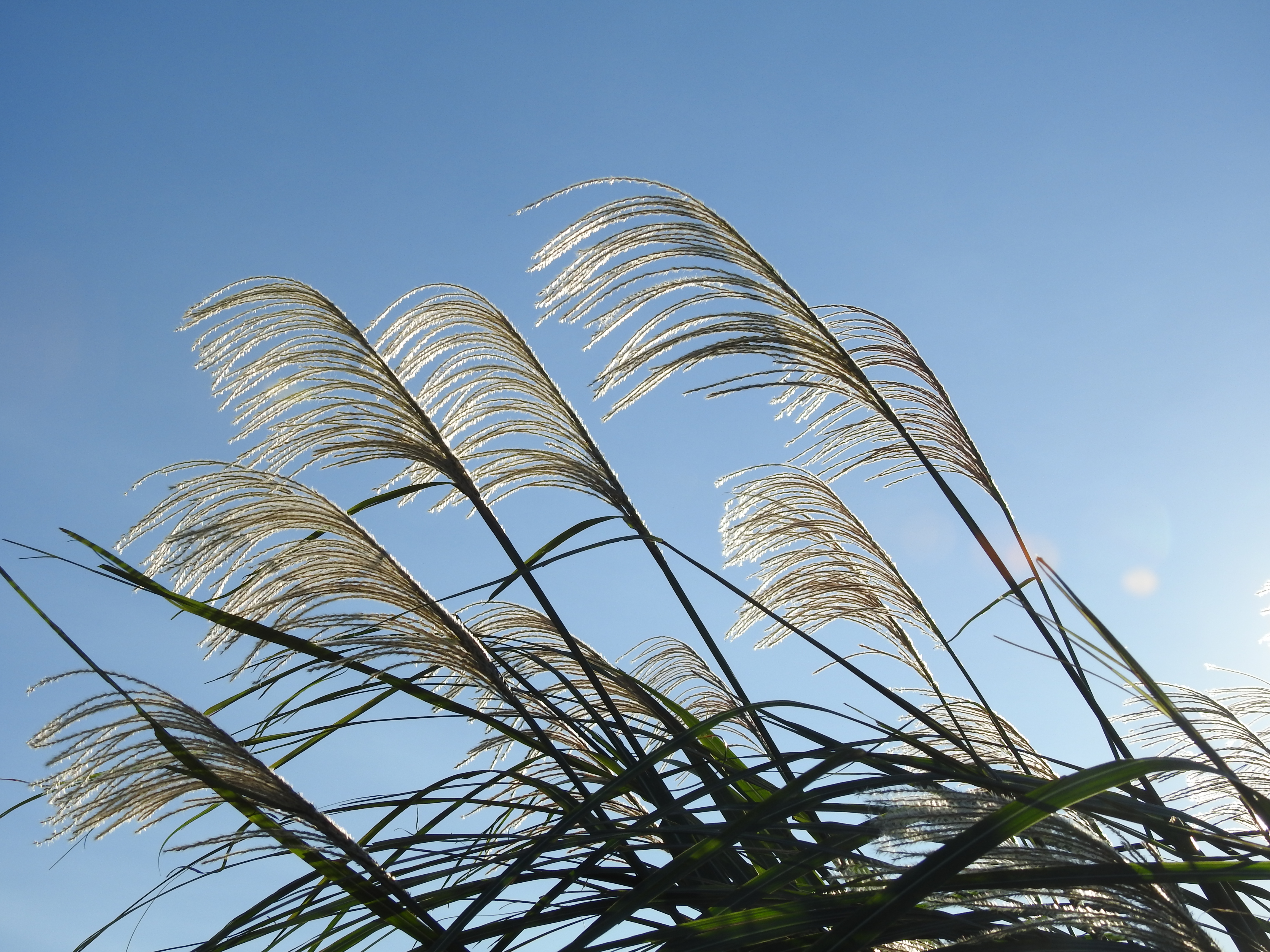 f:id:Hatabou:20171031174247j:plain