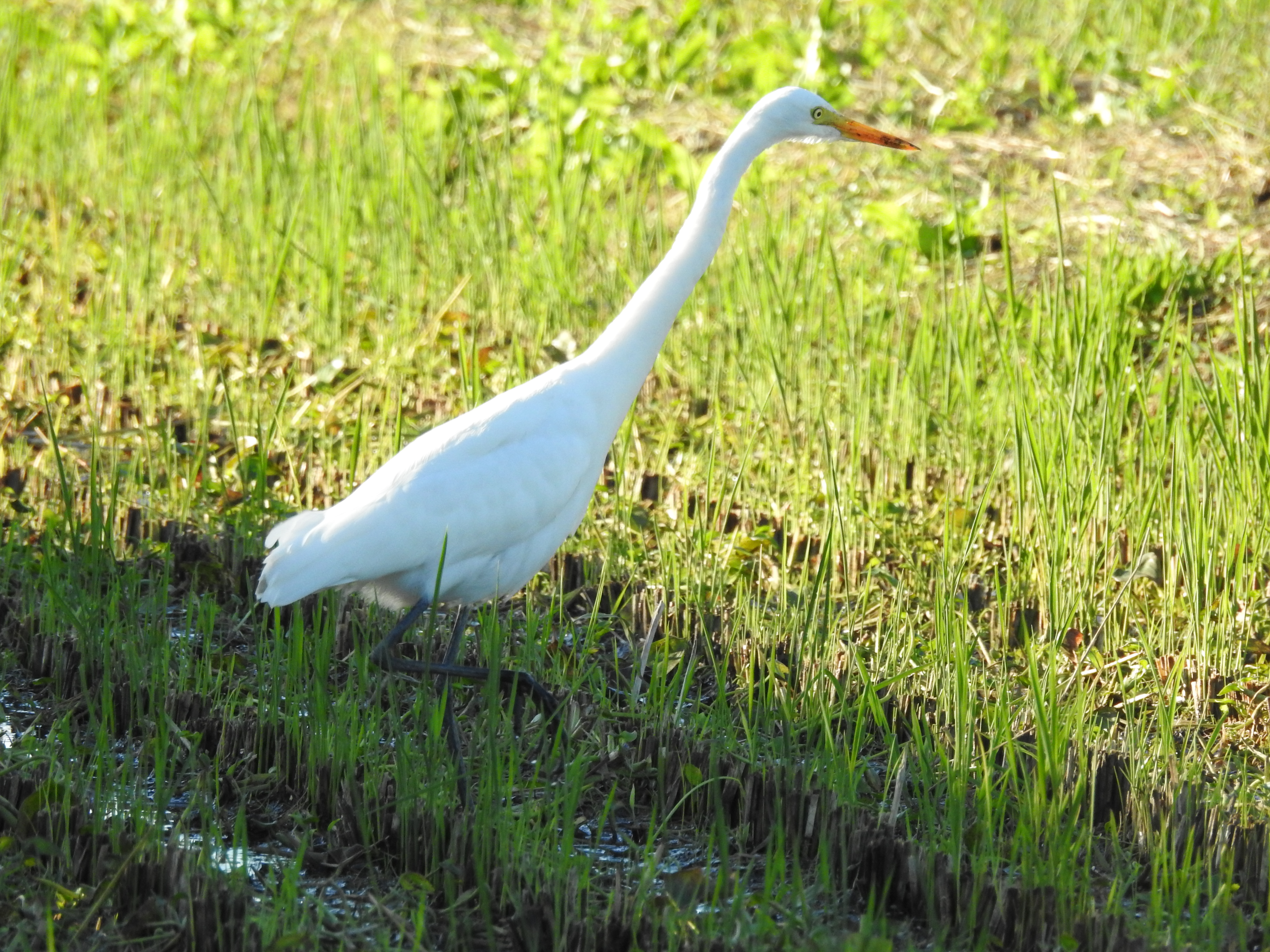 f:id:Hatabou:20171031175656j:plain