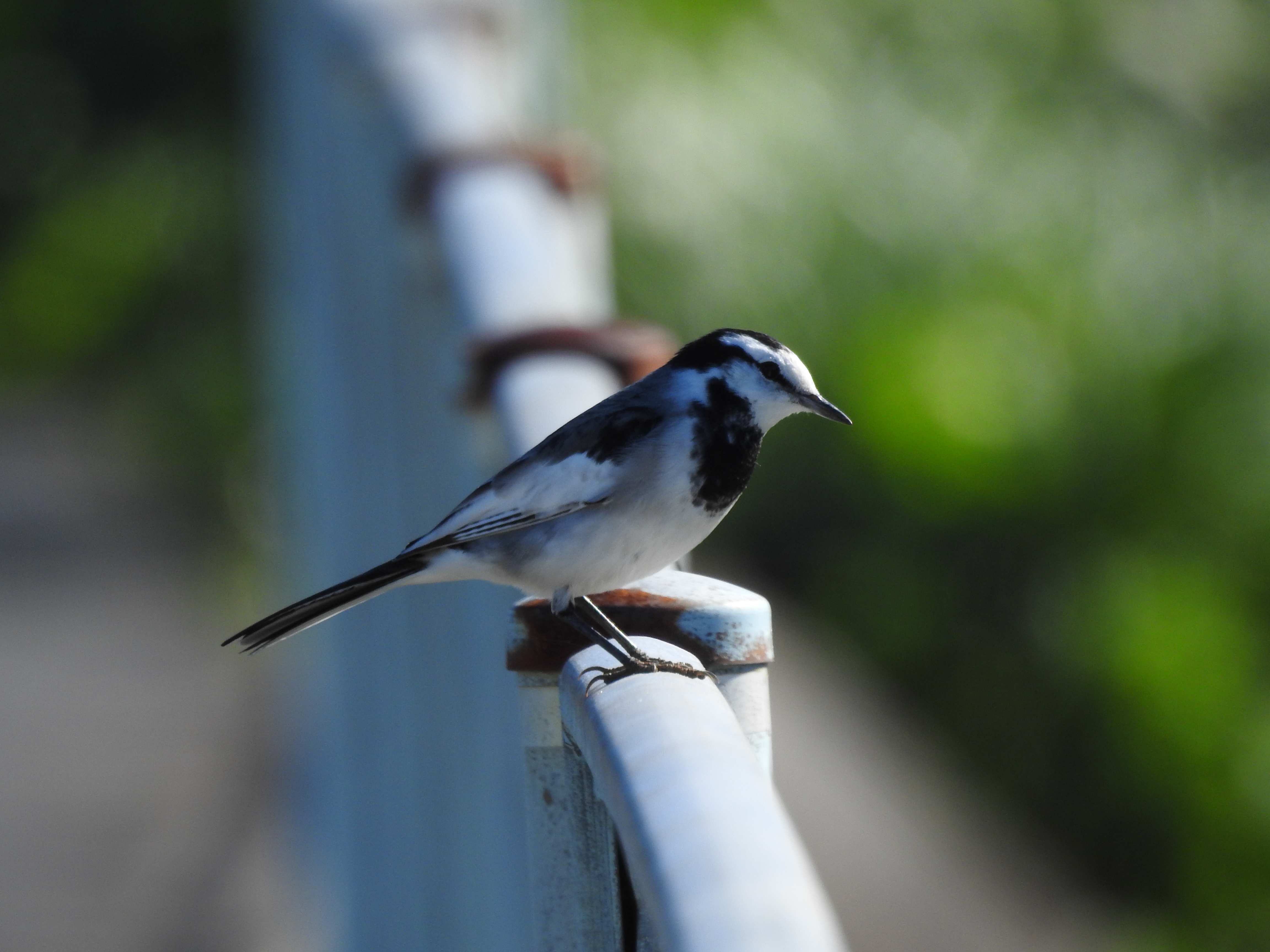 f:id:Hatabou:20171031180445j:plain