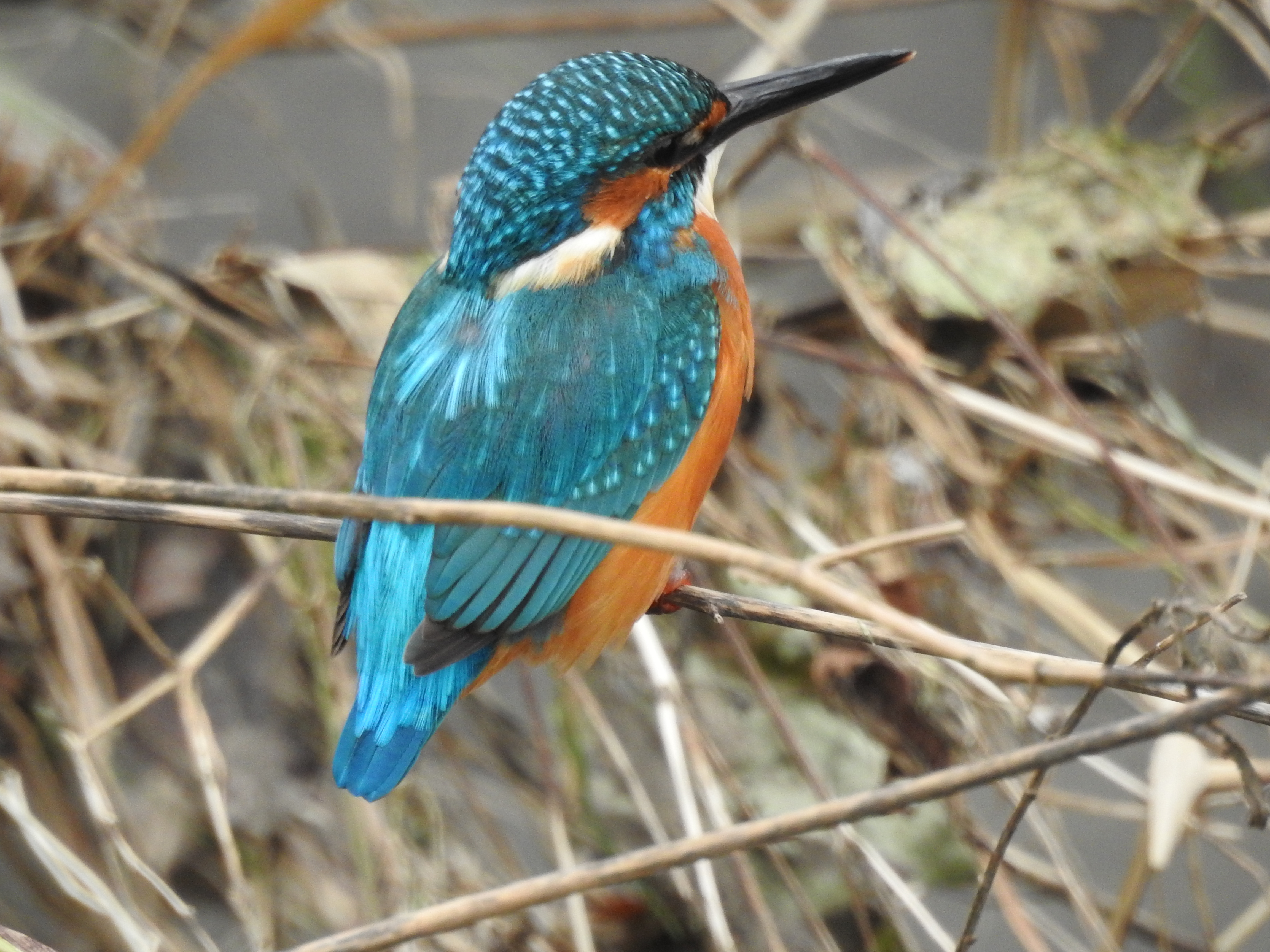 f:id:Hatabou:20171031180725j:plain