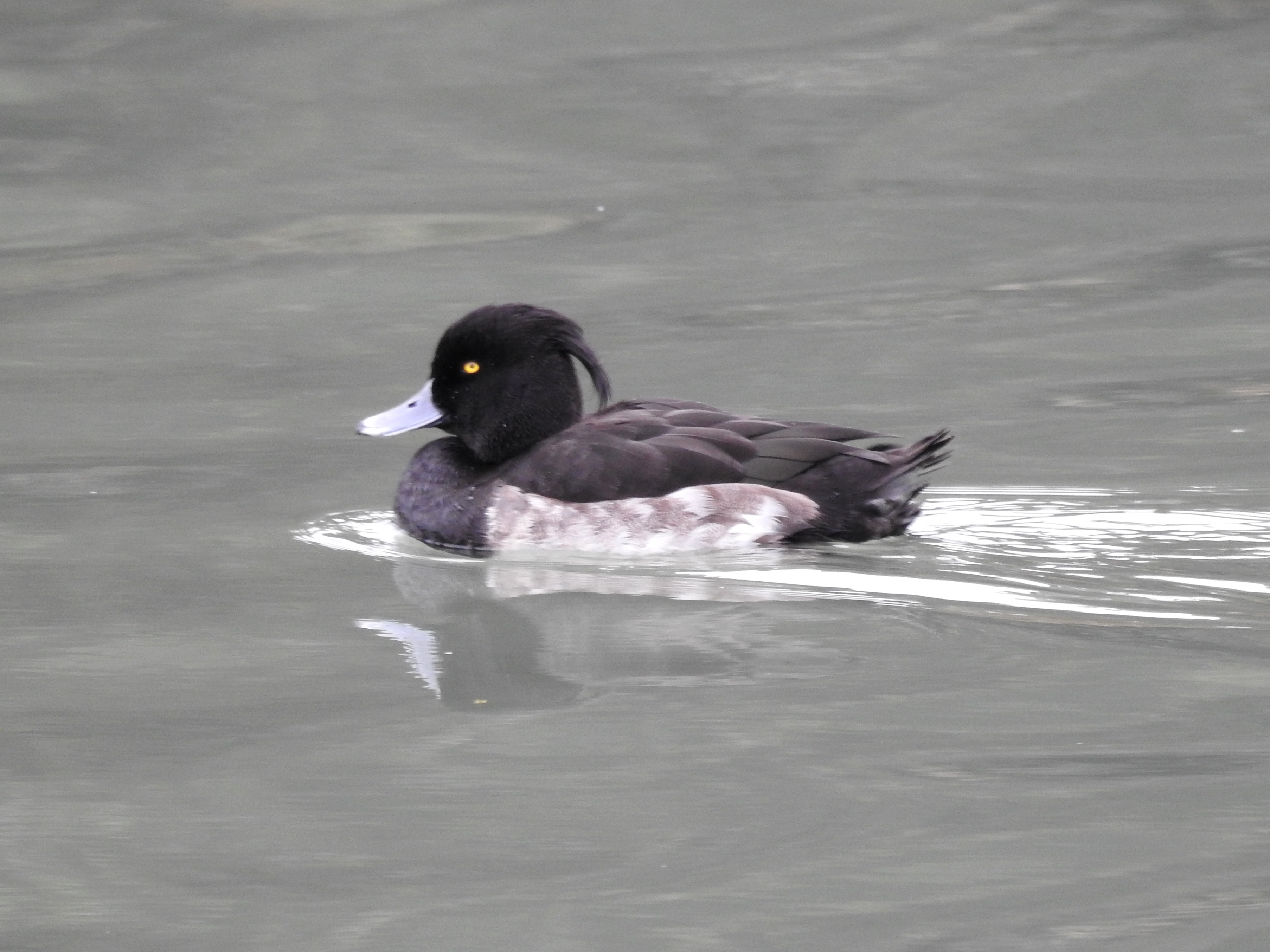 f:id:Hatabou:20171031182240j:plain