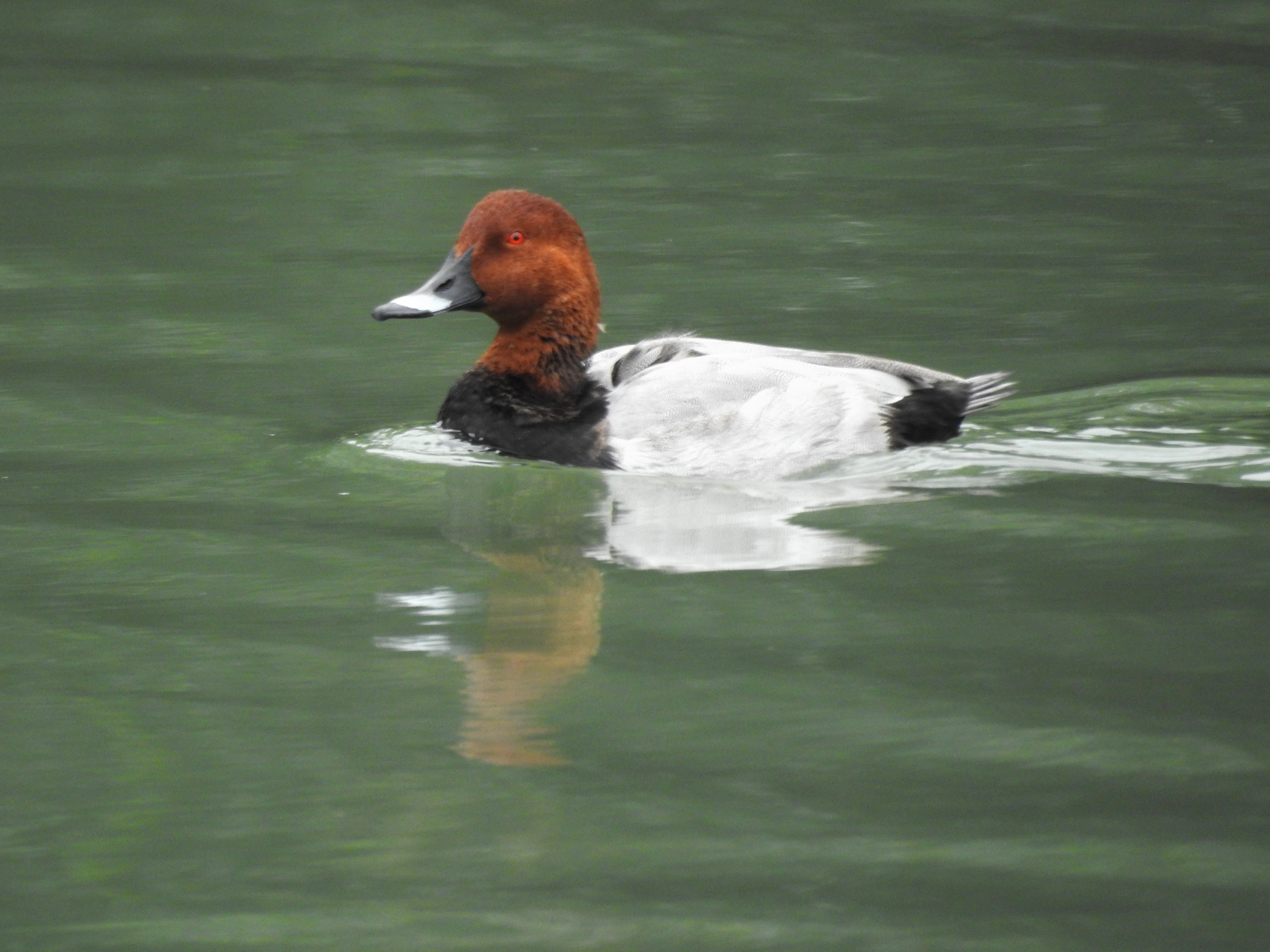 f:id:Hatabou:20171031182426j:plain