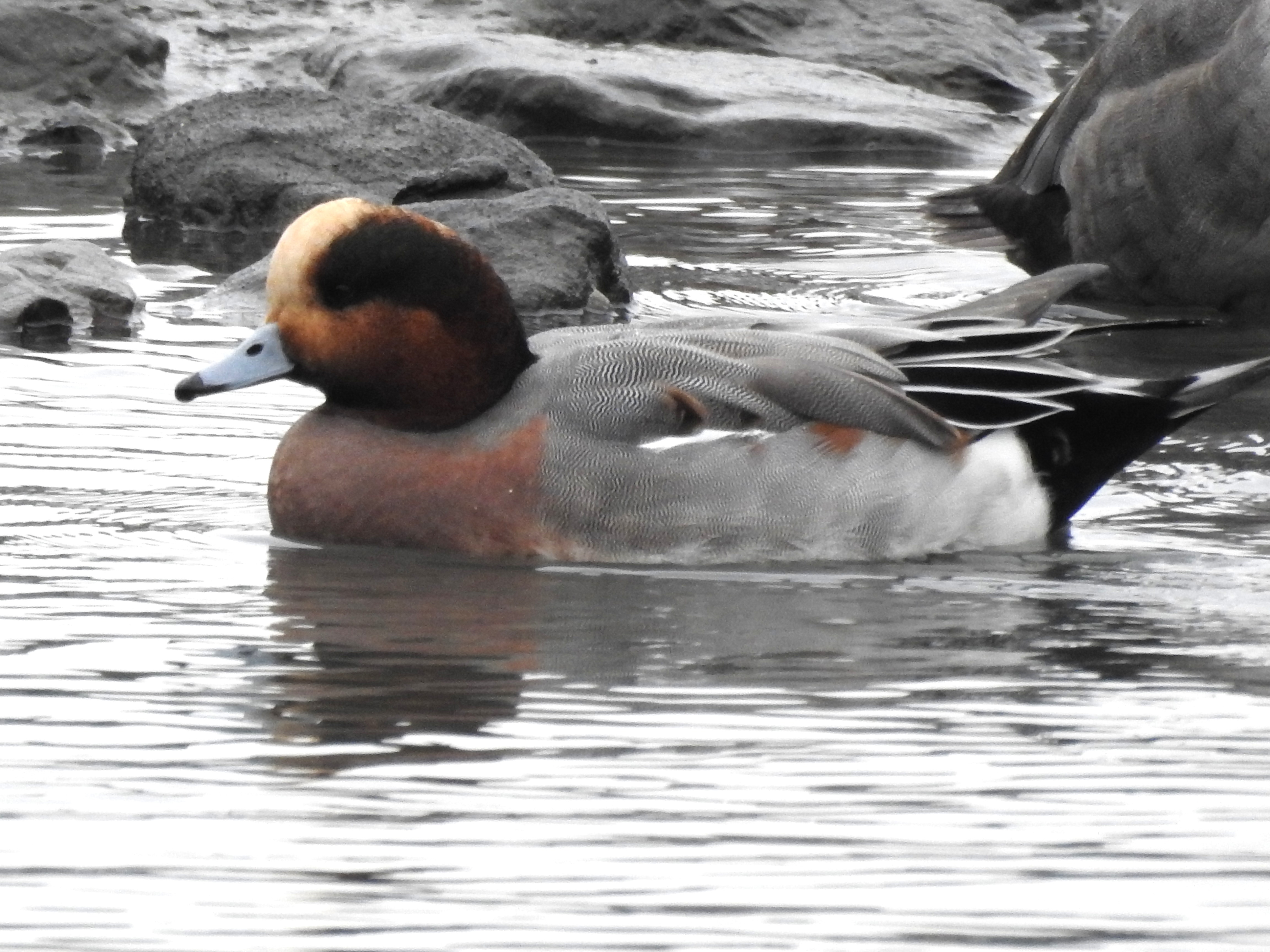 f:id:Hatabou:20171031182556j:plain