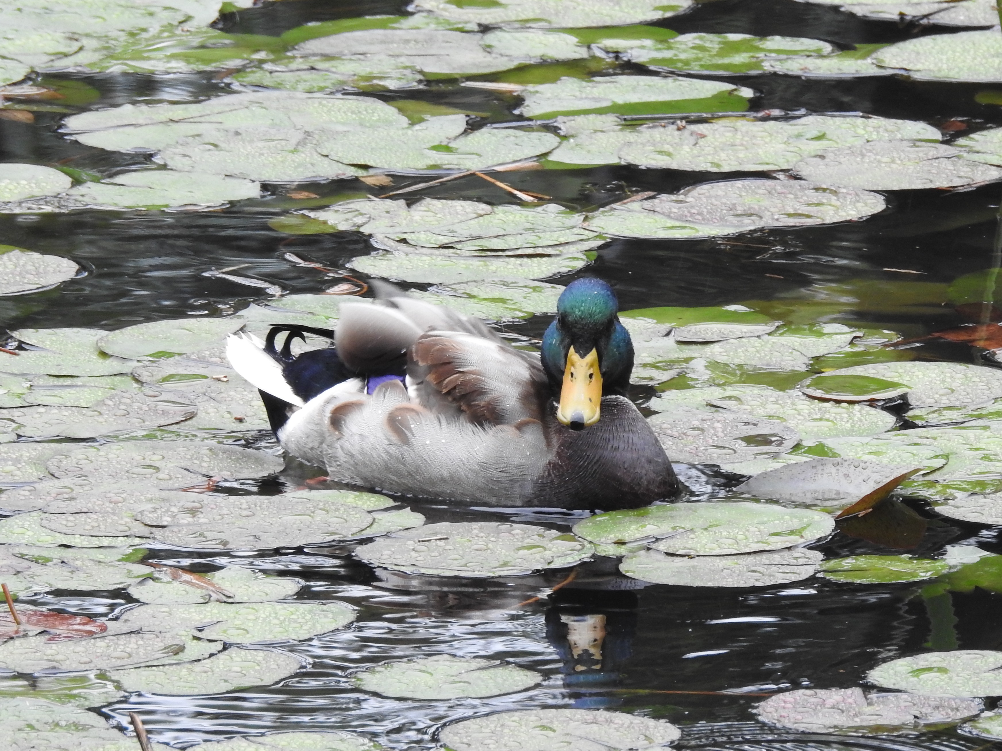 f:id:Hatabou:20171031182839j:plain