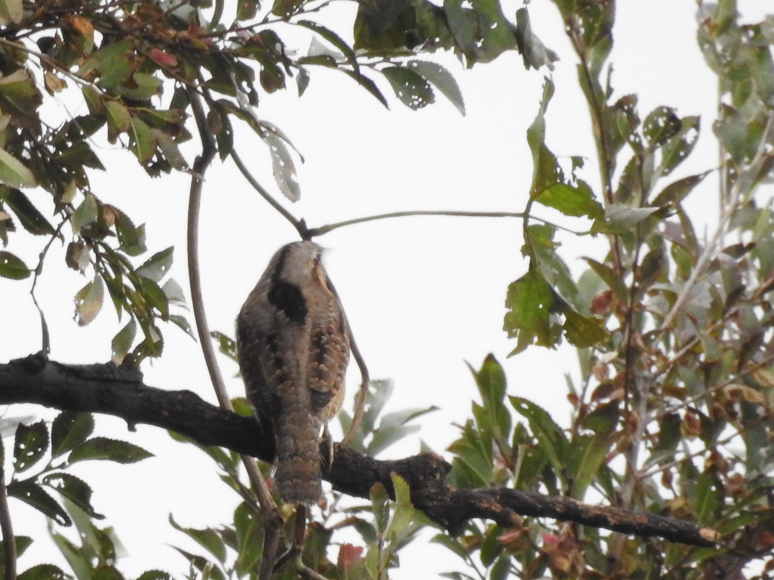 f:id:Hatabou:20171031183240j:plain