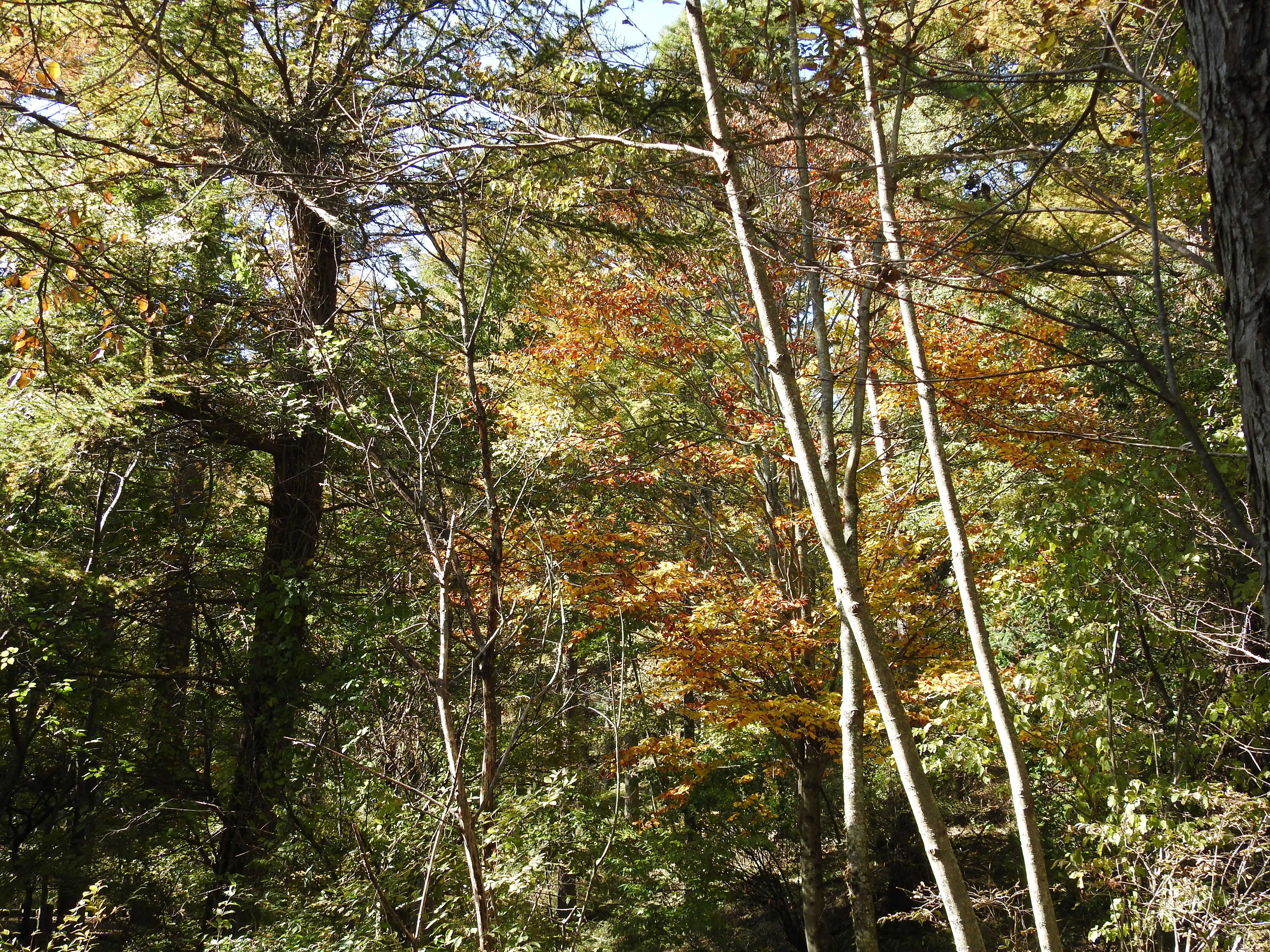 f:id:Hatabou:20171031184450j:plain