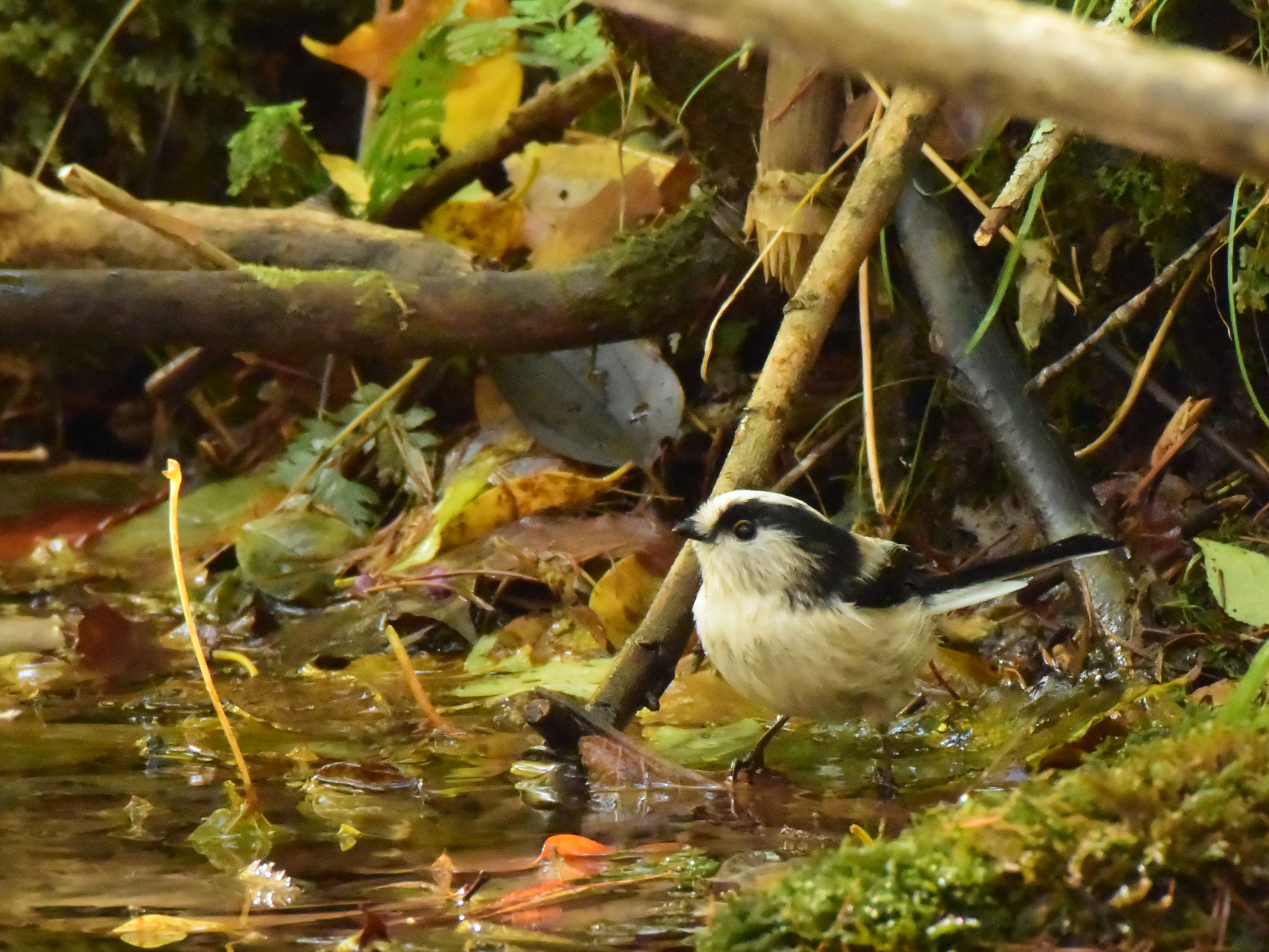 f:id:Hatabou:20171031185037j:plain