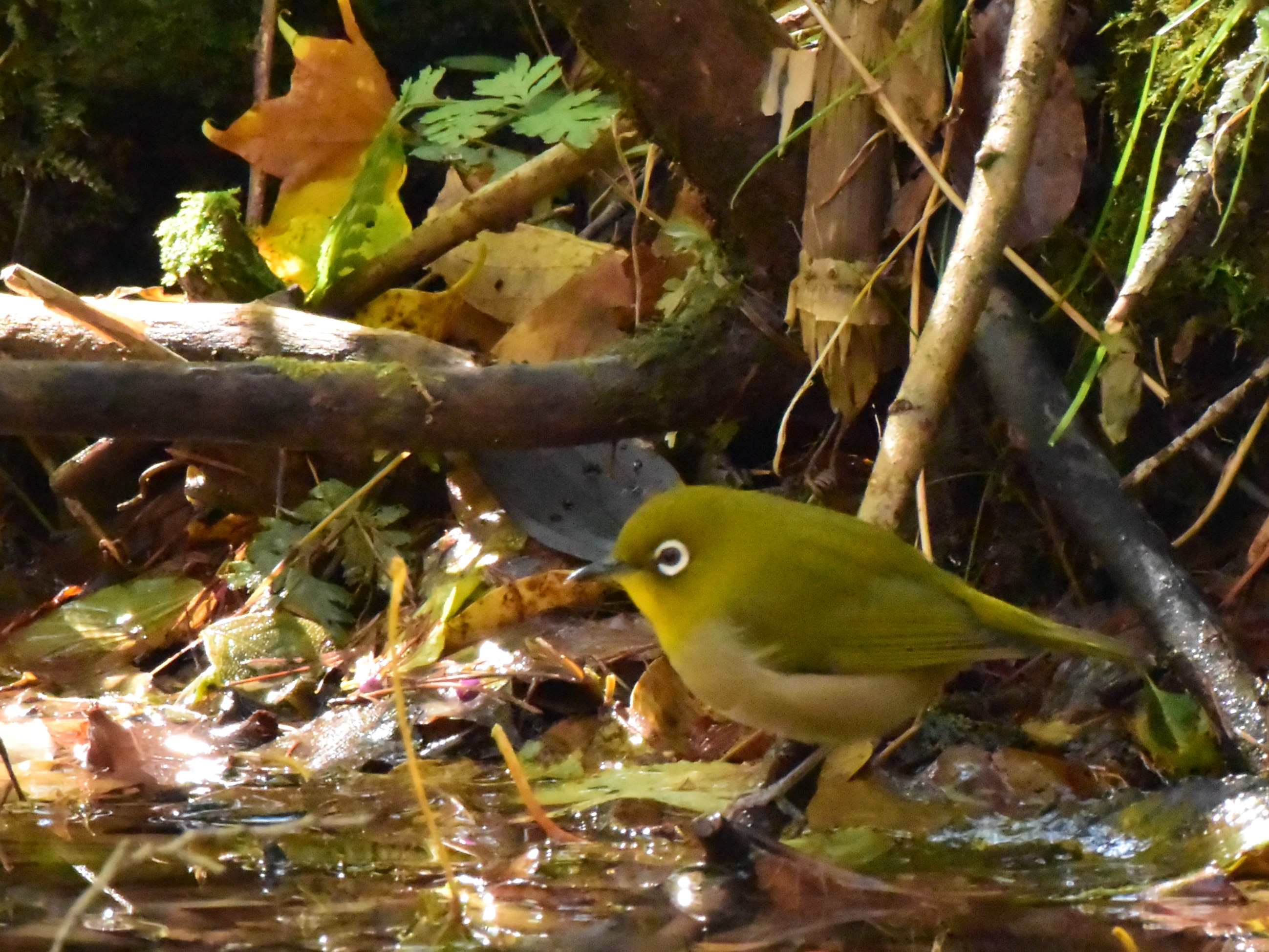 f:id:Hatabou:20171031214012j:plain