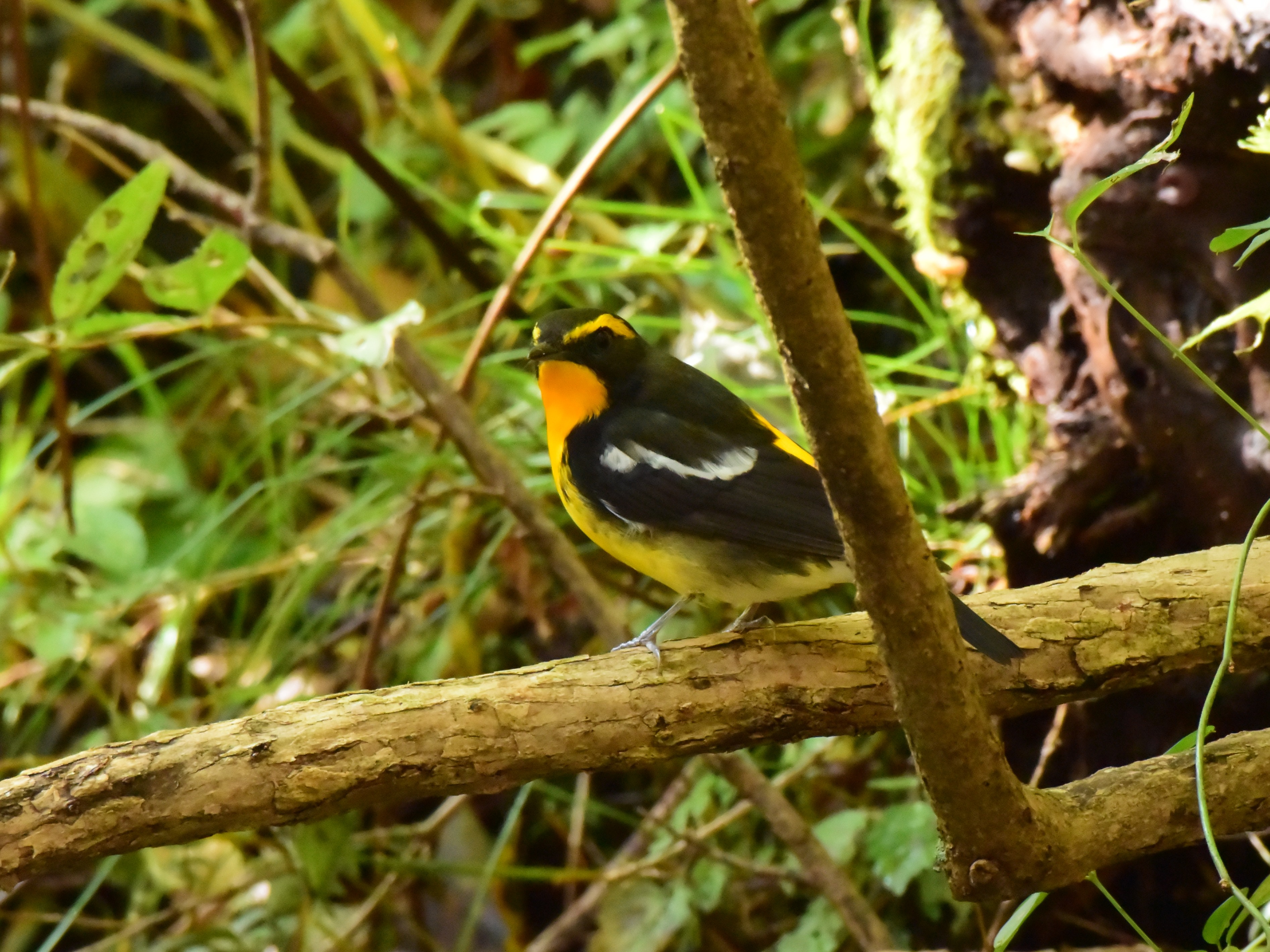 f:id:Hatabou:20171031214424j:plain