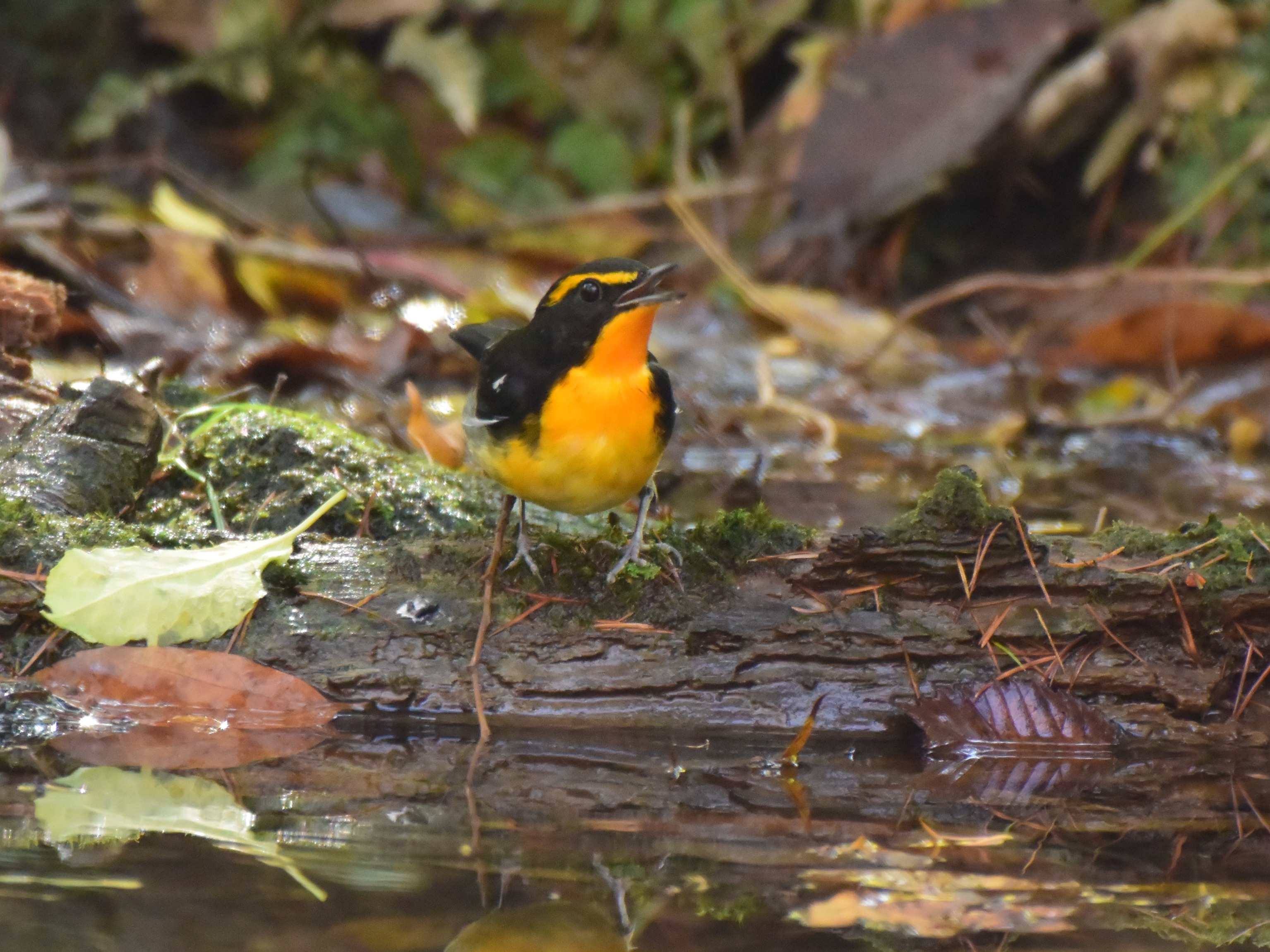 f:id:Hatabou:20171031214707j:plain