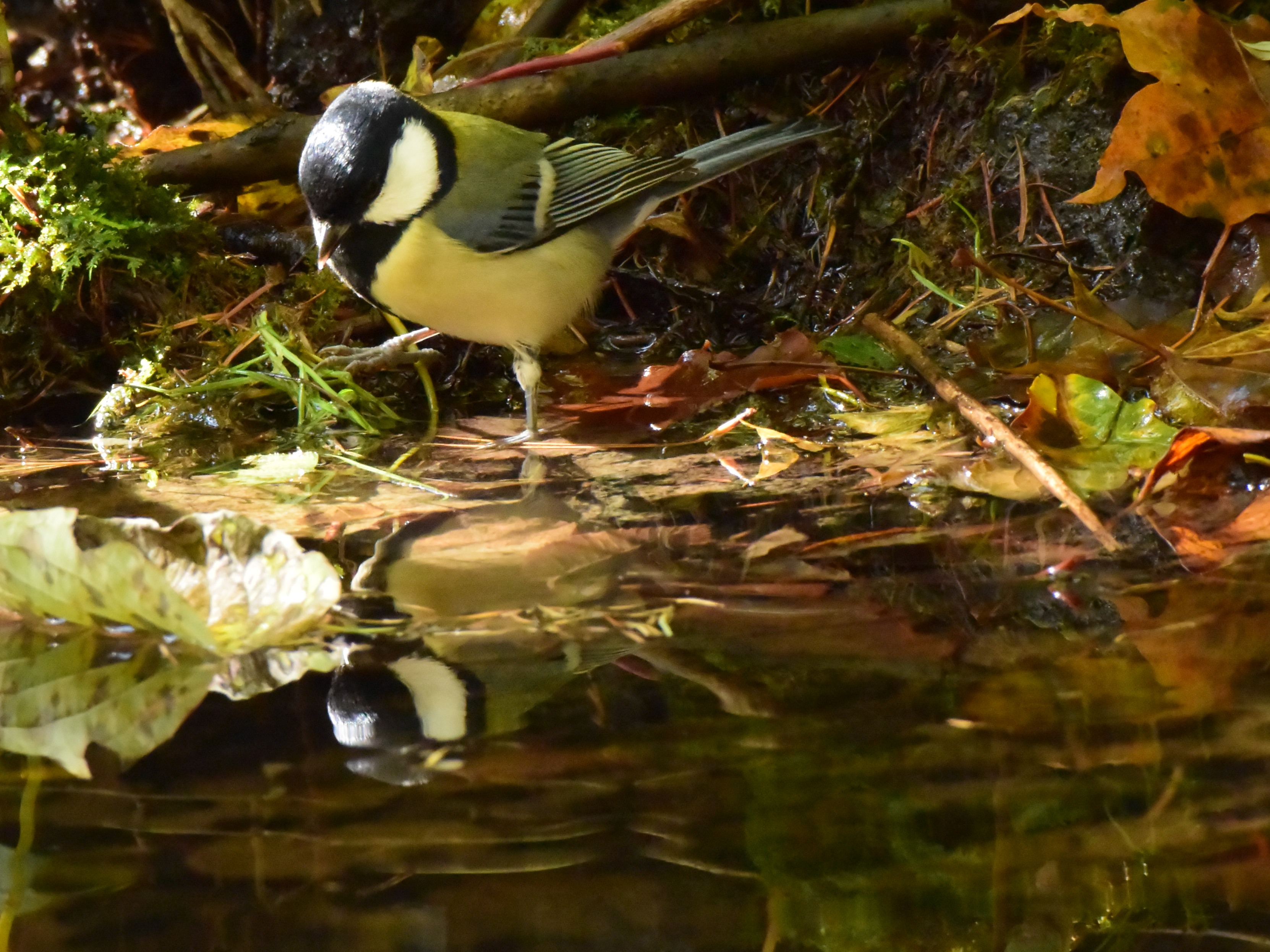 f:id:Hatabou:20171031215332j:plain