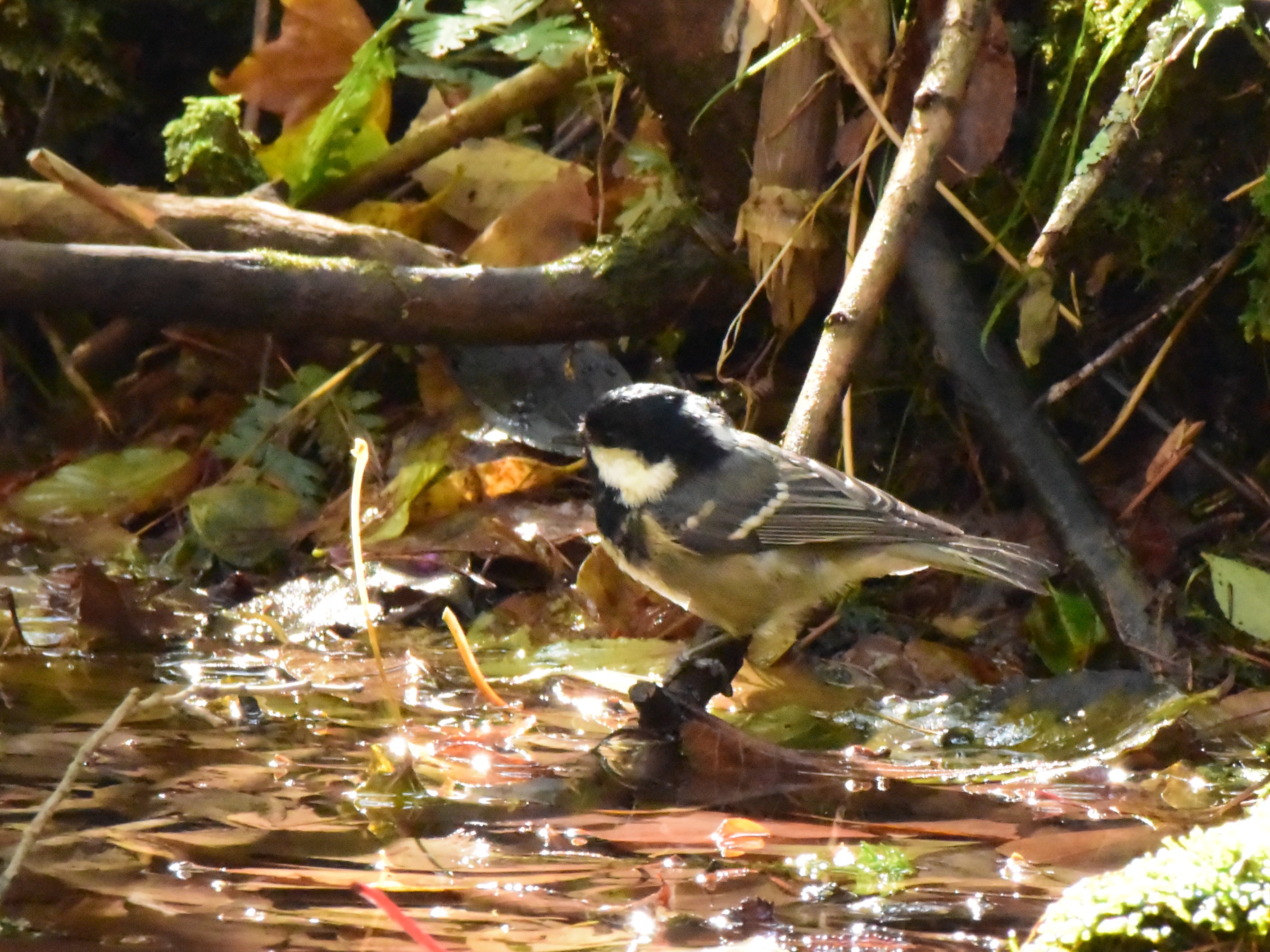 f:id:Hatabou:20171031220438j:plain